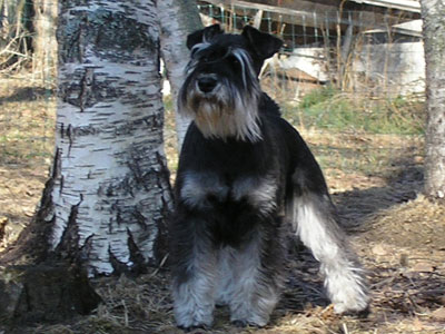 Tmavi Knir Blizzard n/a