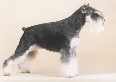 Tmavi Knir Dinastija n/a