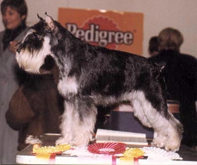 Tmavi Knir Dinastija n/a