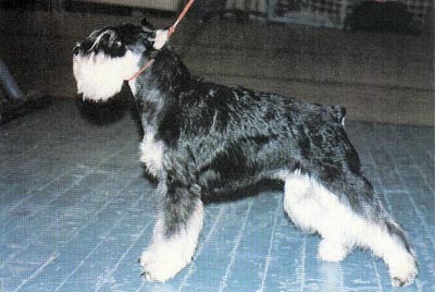 Tmavi Knir Galaksija n/a