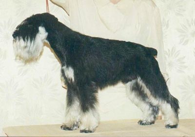 Tmavi Knir Grinvil n/a