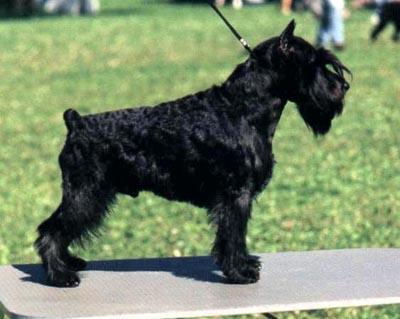 Tmavi Knir Kaliostro n/a