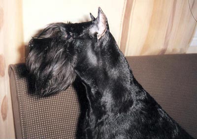 Tmavi Knir Kaprioll n/a