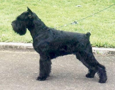 Tmavi Knir Katrina n/a