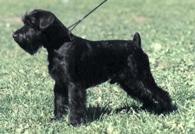 Tmavi Knir Konsul n/a