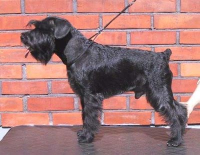 Tmavi Knir Konsul n/a