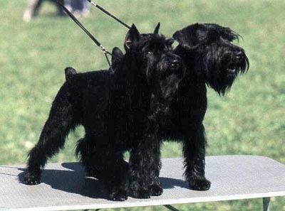 Tmavi Knir Kristell & Tmavi Knir Konsul