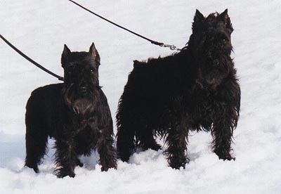 Tmavi Knir Kristell & Tmavi Knir Manly