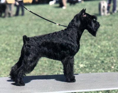 Tmavi Knir Kristell n/a