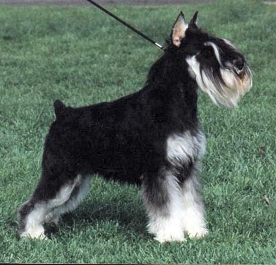 Tmavi Knir Lavina n/a