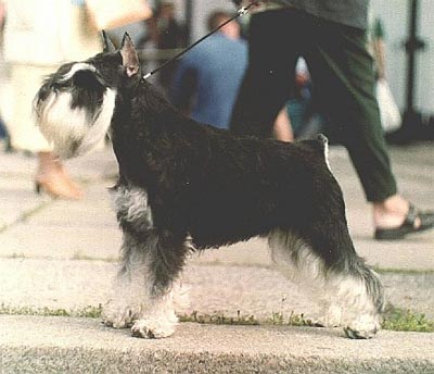 Tmavi Knir Lavina n/a