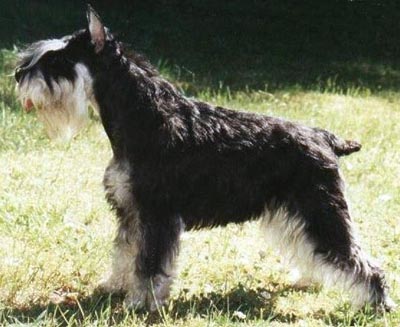 Tmavi Knir Lollipop n/a