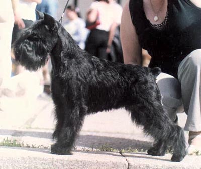 Tmavi Knir Milli n/a