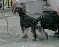 Tmavi Knir Sweetheart