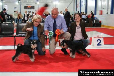 Tmavi Knir Block-Buster справа