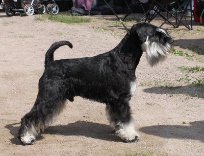 Rex Tmavi Knir Impress of Nessland