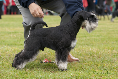 Rex Tmavi Knir Impress of Nessland