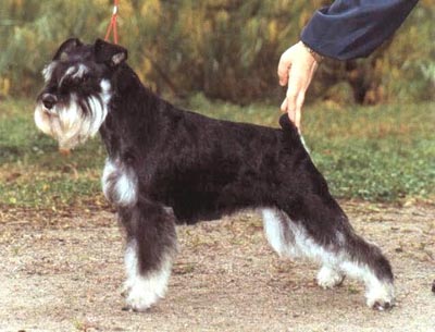 Tmavi Knir Dabl Delait n/a