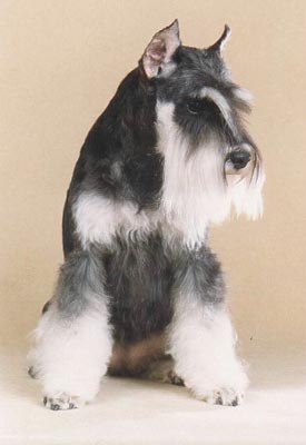 Tmavi Knir Dinastija n/a