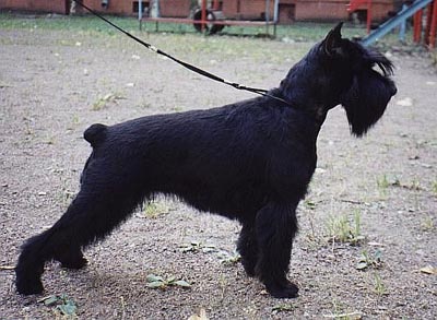 Tmavi Knir Irish Night n/a