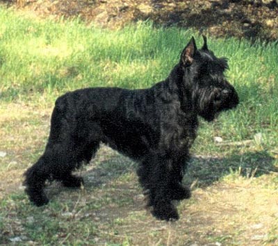 Tmavi Knir Vella n/a