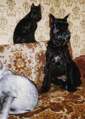 Tmavi Knir Volli & Riezen