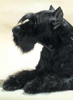 Tmavi Knir Volli n/a