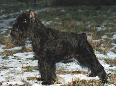 Tmavi Knir Volli n/a