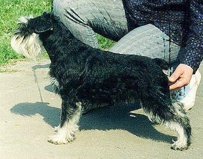 Tmavi Knir Zaika n/a