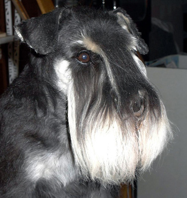 Tmavi Knir Zaretta n/a