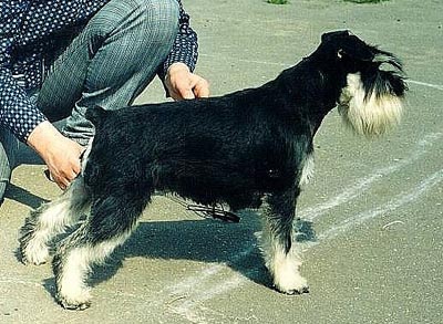 Tmavi Knir Zaretta n/a