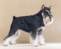 Multi Ch Olly Fenix de Vitt