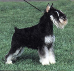 Tmavi Knir Lavina n/a