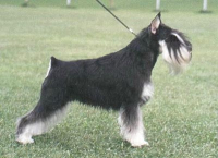 Multi Ch Tmavi Knir Lavina