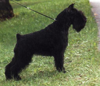 Multi Ch Tmavi Knir Milli